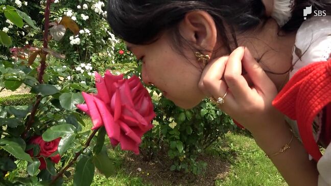 「美しさに感動しちゃいます」春バラ1100品種6000株見頃 鮮やかな色や香りが来園者魅了＝静岡・河津バガテル公園|TBS NEWS DIG