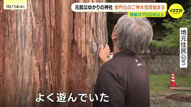 「お友達がいなくなるみたい」毛利元就ゆかりの神社で老朽化したご神木伐採 樹齢700年以上 地元住民に惜しまれながら 安芸高田市 天然記念物|TBS NEWS DIG
