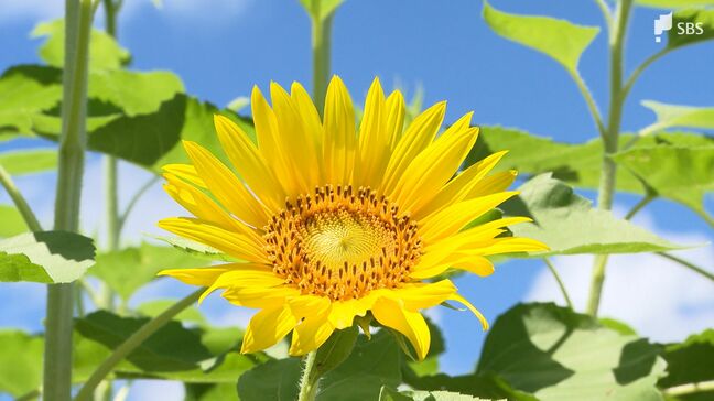 7月14日は「ひまわりの日」なぜ?浜名湖ガーデンパークのひまわり畑へ 三連休が一番の見ごろ【くるちゃんさんぽ】|TBS NEWS DIG