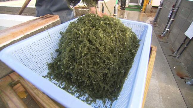 海ぶどうの「日本バイオテック」が経産大臣賞受賞　賞味期限1週間→ 2年に延ばした技術など評価|TBS NEWS DIG