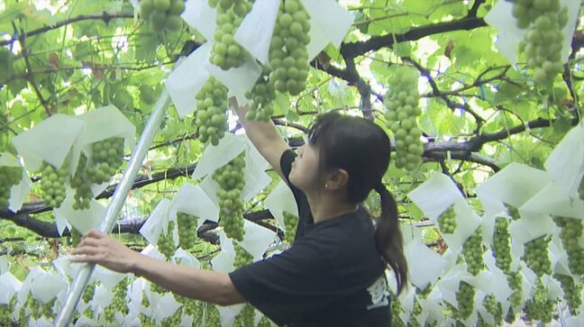 「台風が去ってから発送します」 速度遅い台風10号 観光農園はブドウ棚を補強 発送作業にも影響 山梨|TBS NEWS DIG