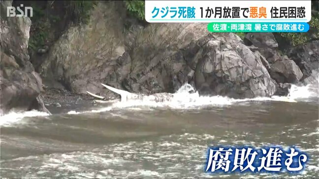 漂着して死んだクジラが1か月放置されたまま 腐敗臭が住宅地に…「臭いだけはすごい」重機使えず撤去難しく 新潟・佐渡市|TBS NEWS DIG