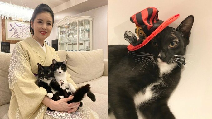 【 ねこ 】藤あや子さんの愛猫・マル「ハロウィンといえばボク」　黒が似合う帽子でコスプレ　フォロワー反応「ジュリーみたい」|TBS NEWS DIG