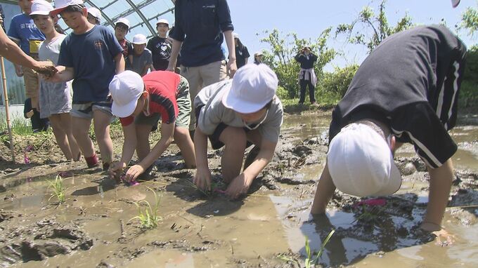 「沼みたい、埋まった」アクアマリンで子どもたちが田植え　福島|TBS NEWS DIG