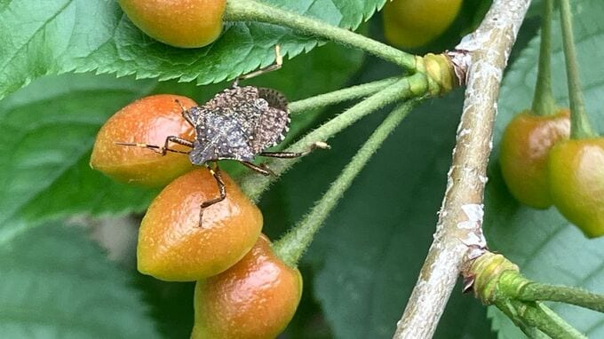 【ティッシュで掴むべからず】“カメムシ”は「平年よりやや多く飛来時期も早まる」予測も　越冬した個体が多い？効果的に追い払う方法は？|TBS NEWS DIG