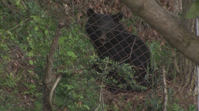 東北道北上江釣子IC付近に居座ったクマ　フェンスを乗り越えて南側に走り去る　近くには商業施設や住宅街も　岩手・北上市|TBS NEWS DIG