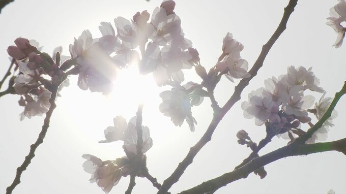 「6月並みも」石川・加賀市で24.2度 桜開花の金沢は20.7度 観光客「めっちゃいいタイミング」|TBS NEWS DIG