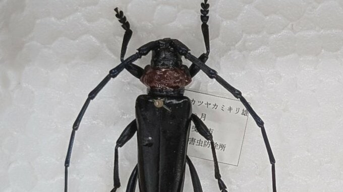 【特定外来生物】クビアカツヤカミキリ　桃の産地が緊急会議　8月中旬までに全域で防除へ　山梨・笛吹市　|　山梨のニュース | ＵＴＹテレビ山梨