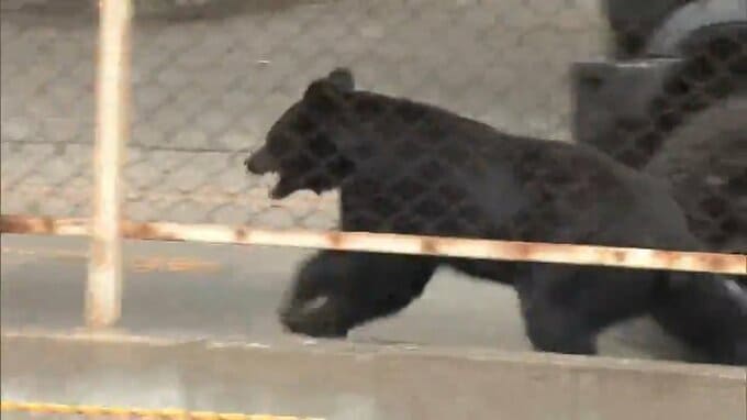 クマの個体数把握へ、全国調査始まる　県は「特別注意報」継続　福島|TBS NEWS DIG