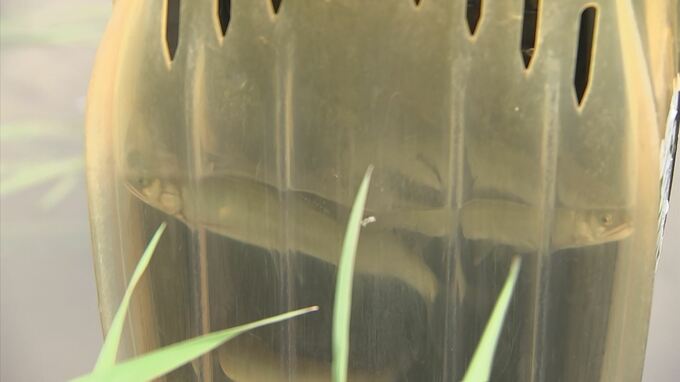 「一つの石に去年だったら５匹くらい…今年は１０匹とか２０匹」アユ遡上過去１０年間で最多　去年から急増…なぜ？　|　BSSニュース | BSS山陰放送