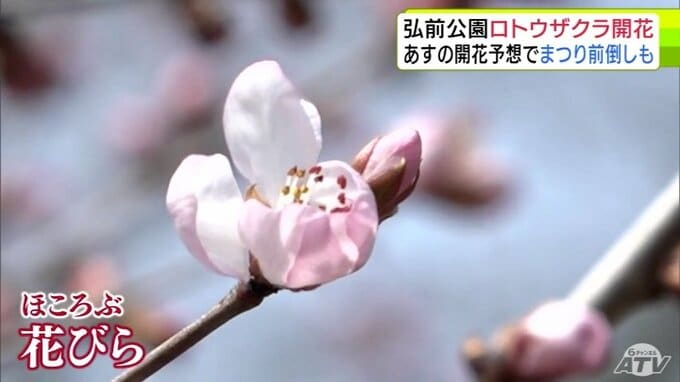 「弘前公園」でロトウザクラが開花　日中の気温が14℃超で「4月中旬の暖かさ」となった青森県弘前市　ベンチは“ペンキぬりたて！”　徐々に春めく園内で弘前さくらまつりに向けた準備進む|TBS NEWS DIG