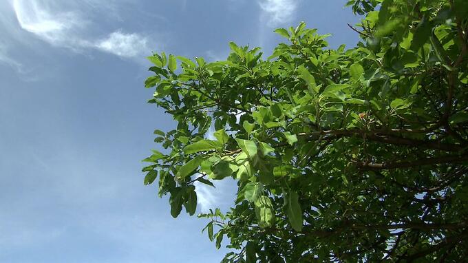 那覇で最高気温25℃下回る　1週間ぶりに夏日ならず過ごしやすい天気に　|　沖縄のニュース｜RBC 琉球放送