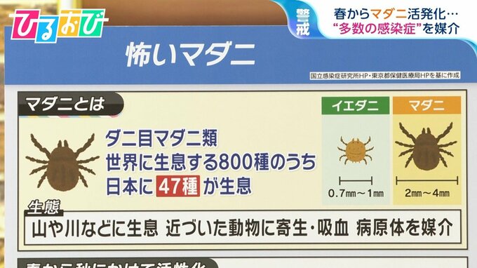 多くの感染症を媒介　春から活発化する「マダニ」の対処法を専門家に聞く【ひるおび】|TBS NEWS DIG