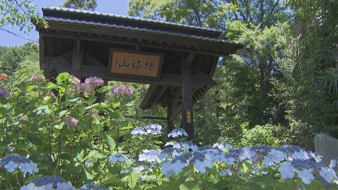 「緑と花と野鳥の声を聴きながら和やかに」アジサイが30種類1000株　山寺で見頃　　|　山梨のニュース | ＵＴＹテレビ山梨
