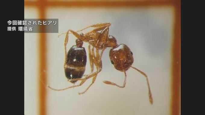 発見のヒアリは国内最多の７万匹以上　広島・福山港に陸揚げのコンテナ　当初「１万匹以上」も調査で判明　|　RCC NEWS | 広島ニュース | RCC中国放送