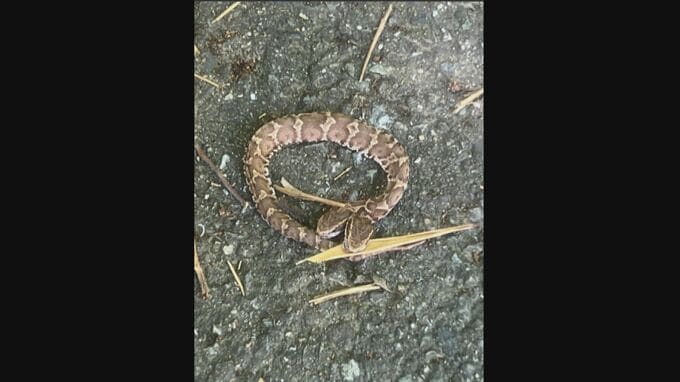 ”２つの頭”をもつ蛇　福岡県内で見つかる　現在は博物館に保管　|　福岡のニュース｜RKB NEWS｜RKB毎日放送