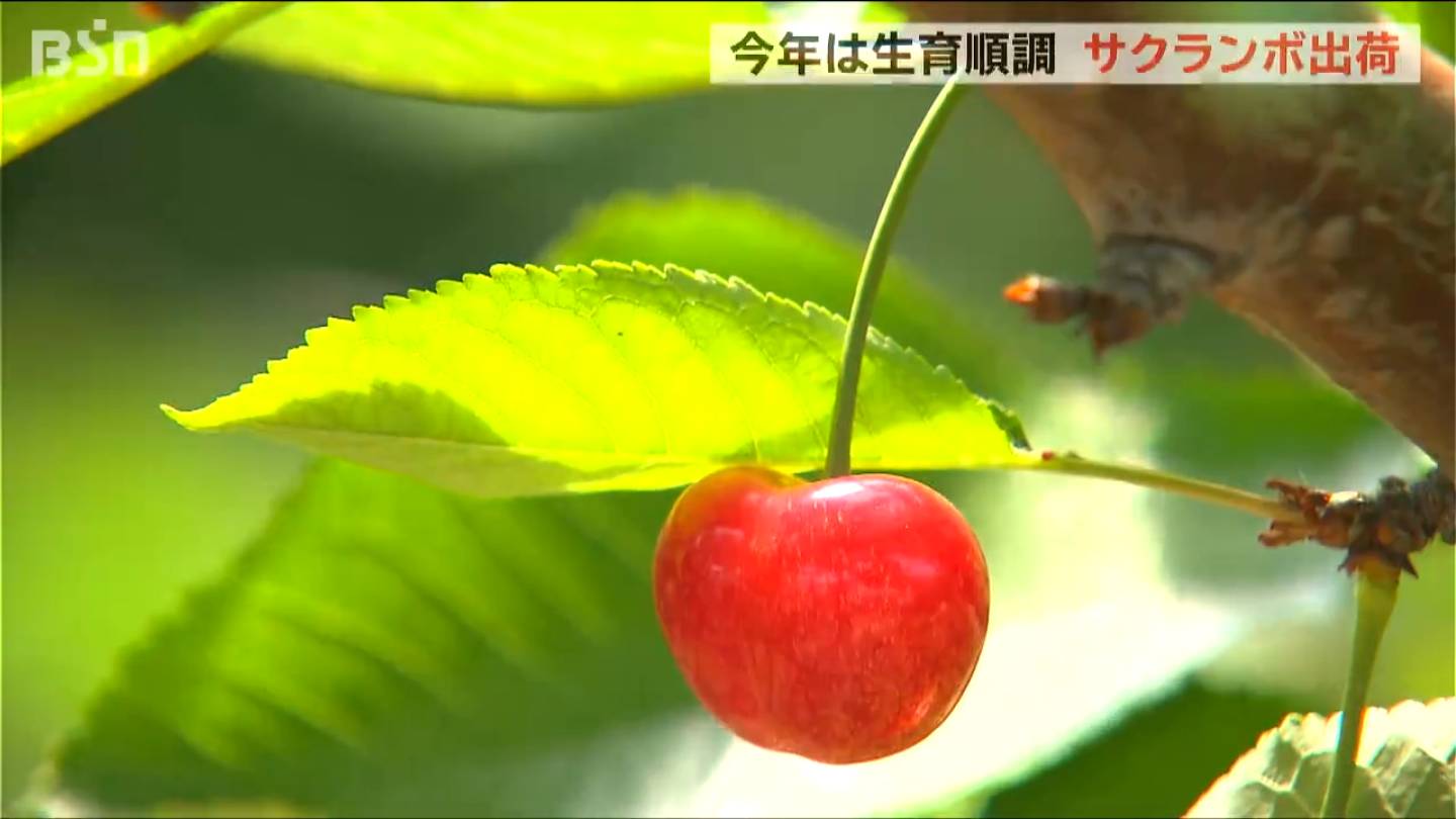 初夏の味覚【さくらんぼ】早生品種『高砂』は甘みと酸味のバランスが