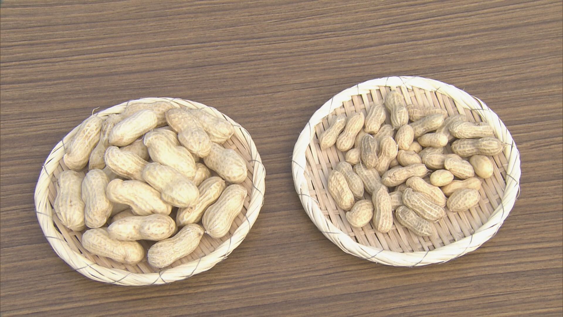 1.5倍の大きさ　ジャンボ落花生の収穫がピークに　「上品な甘み やめられなくなる味」