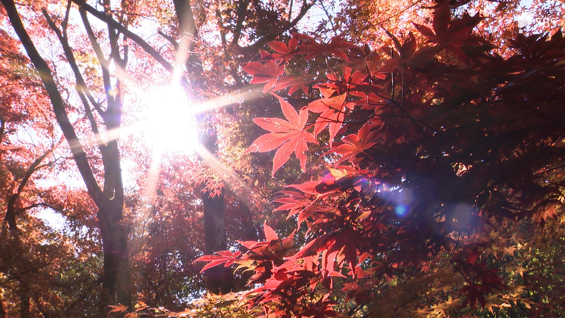 今年の紅葉はすばらしかった」3連休最終日は行楽日和 県内各地で見頃