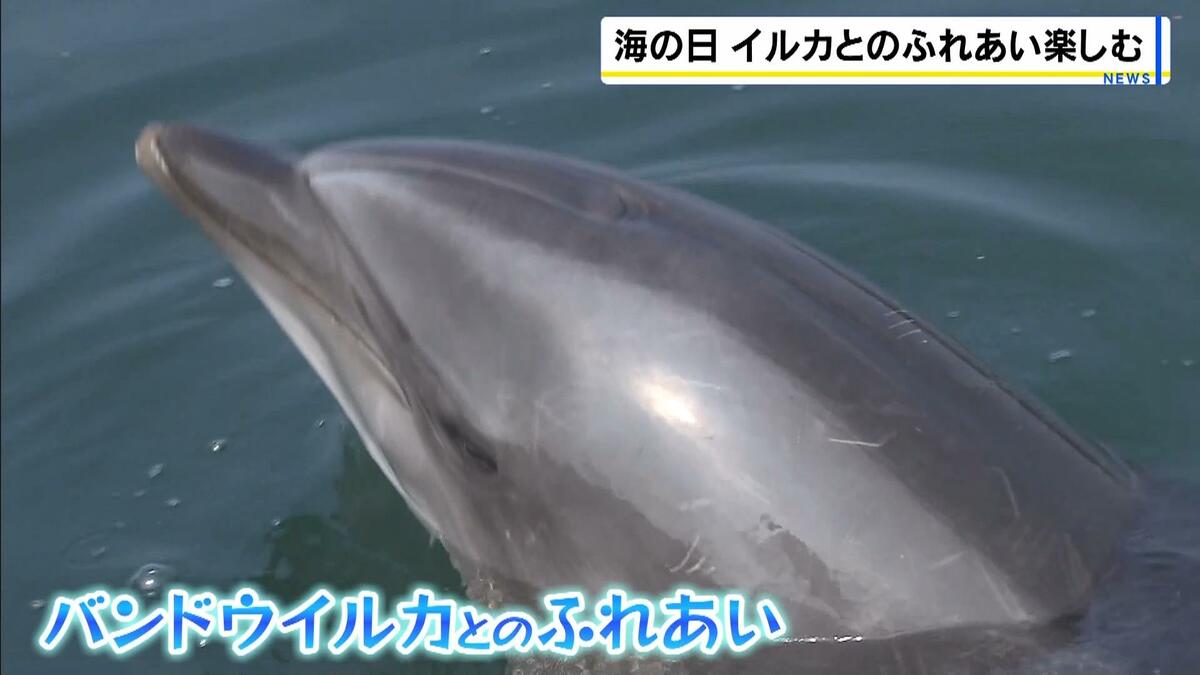 目の前でイルカが豪快にジャンプ！ふれあい体験も「つるつるしてて