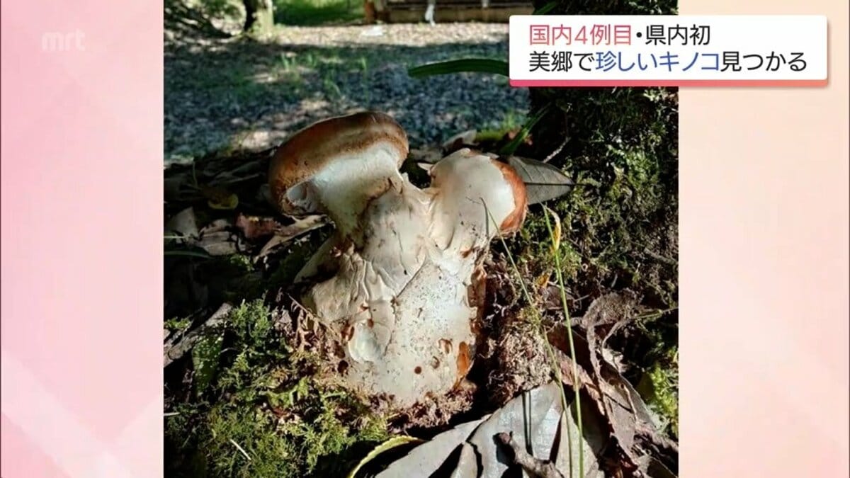 国内4例目 美郷町で発見「ブンゴツボマツタケ」はどんなキノコ? | TBS