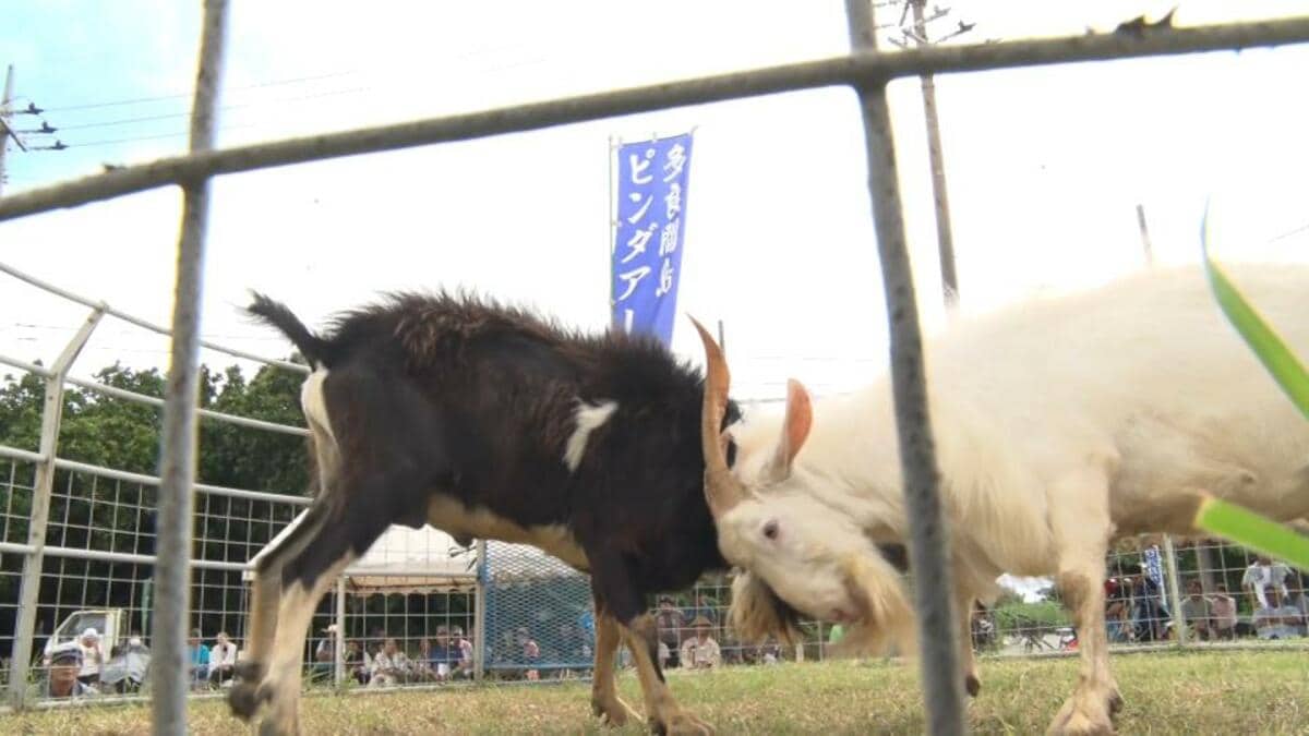 ゴツーン」と豪快にツノをぶつけるのは…山羊 多良間島で「ピンダアース