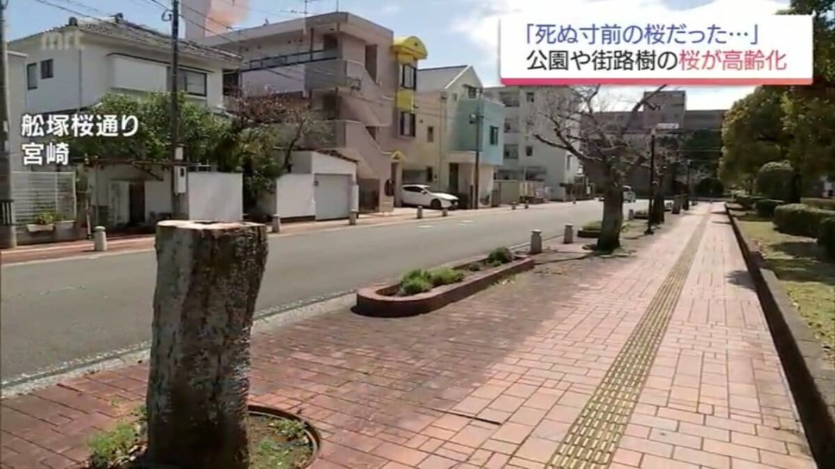死ぬ寸前の桜だった」全国で深刻化する桜の高齢化 日本の原風景を未来 死ぬ寸前の桜だった」全国で深刻化する桜の高齢化 日本の原風景を未来