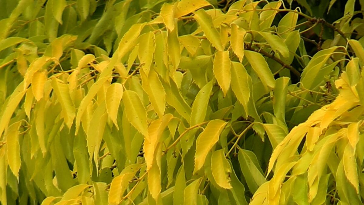 希少‼︎自然木！ 虹の木が鮮やかに」1年間に7回色を変える不思議な樫の木 木の葉は黄金