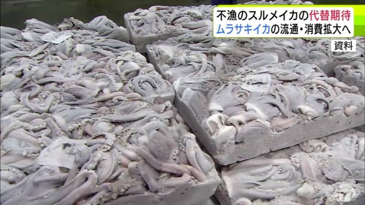 不漁続く「スルメイカ」の代替として注目の「ムラサキイカ」　流通・消費拡大につい…