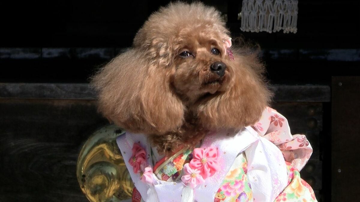 「ワンちゃんも元気で健康でいてくれたら」船川八幡宮でペットの七五三参り【岡山・新見市】