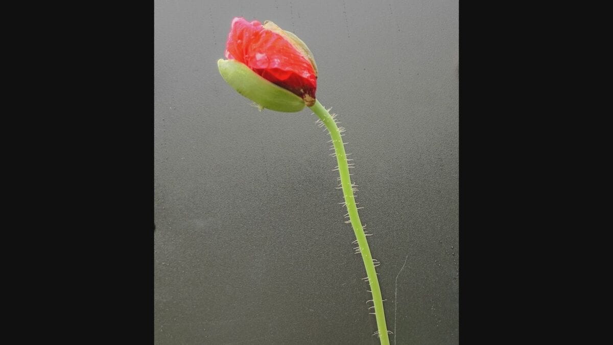 栽培が禁止されている「ケシ」を販売 JAあいち中央の直売所 愛知県「購入者は自分で処分せずに」回収を呼びかけ