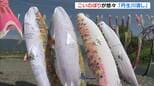 【関西の“春”】こいのぼり悠々と　和歌山・九度山町で「丹生川渡し」、京都・天橋立で恒例の一斉清掃　美しい「白砂青松」保全のため|TBS NEWS DIG
