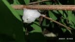 【アワフキムシ】草の茎や葉の付け根に "白い泡の塊"  その中に「小さくて黒いムシ」が住んでいる！？【謎にみちた生態】|TBS NEWS DIG