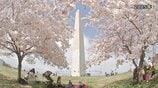 ワシントンDCの桜 3月末に見頃へ　米建国250周年で日本から250本の桜を寄贈|TBS NEWS DIG