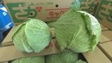 暖冬で野菜が巨大化…キャベツがバレーボール並みに 安値で消費者歓迎もスーパーは困惑 | 大分のニュース|OBS NEWS|大分放送