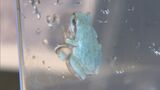 相次ぐサラダ類への「カエル」混入…なぜ? 「カエルは今の時期、1年で一番活発」|TBS NEWS DIG