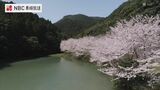 水温む春に「陽春の花筏(はないかだ)」佐々町真竹谷の桜 長崎ばーどアイ | 長崎のニュース | 天気 | NBC長崎放送