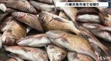 タイやハマチがずらり!八幡浜の魚市場で初競り | 愛媛のニュース - Nスタえひめ|あいテレビは6チャンネル