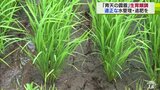 青天の霹靂「生育が順調も油断しないで」適正な水管理・追肥を|TBS NEWS DIG