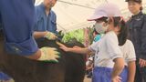 「0歳なのにあんなにでかい」「温かくてふわふわ」小学生が畜産体験 山口県宇部市|TBS NEWS DIG
