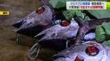 「次起きたら国際問題になる」クロマグロの漁獲量未報告　新制度導入で再発防止へ　青森県大間町|TBS NEWS DIG