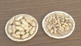 1.5倍の大きさ　ジャンボ落花生の収穫がピークに　「上品な甘み やめられなくなる味」　|　名古屋・愛知・岐阜・三重のニュース【CBC news】 | CBC web