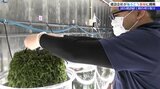 海ぶどう養殖に挑戦の建設会社が初刈り取り 岩手・大船渡市|TBS NEWS DIG