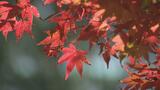 北部九州の紅葉の見頃はいつ？　名所の色づき状況マップ　|　福岡のニュース｜RKB NEWS｜RKB毎日放送