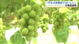 「とにかく甘い!」シャインマスカットの収穫最盛期 例年より2週間ほど早く 福島 | 福島のニュース│TUF