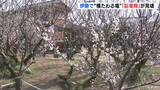 竜が横たわる姿…菅原道真ゆかりの天然記念物「臥竜梅」が見頃 三重県伊勢市 | 名古屋・愛知・岐阜・三重のニュース【CBC news】 | CBC web