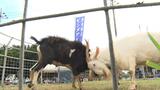 「ゴツーン」と豪快にツノをぶつけるのは…山羊 多良間島で「ピンダアース大会」|TBS NEWS DIG