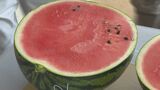 大玉で甘くシャキシャキ 「日置すいか」目慣らし会|TBS NEWS DIG