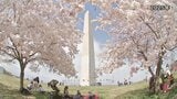 ワシントンDCの桜 3月末に見頃へ　米建国250周年で日本から250本の桜を寄贈|TBS NEWS DIG