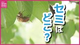 「人間の思い込みですね…」夏本番なのに“セミの大合唱”が聞こえない 暑さのせいかと思いきや アブラゼミの鳴き始めは「7月10日」 専門家は「あと1週間でにぎやかに」|TBS NEWS DIG
